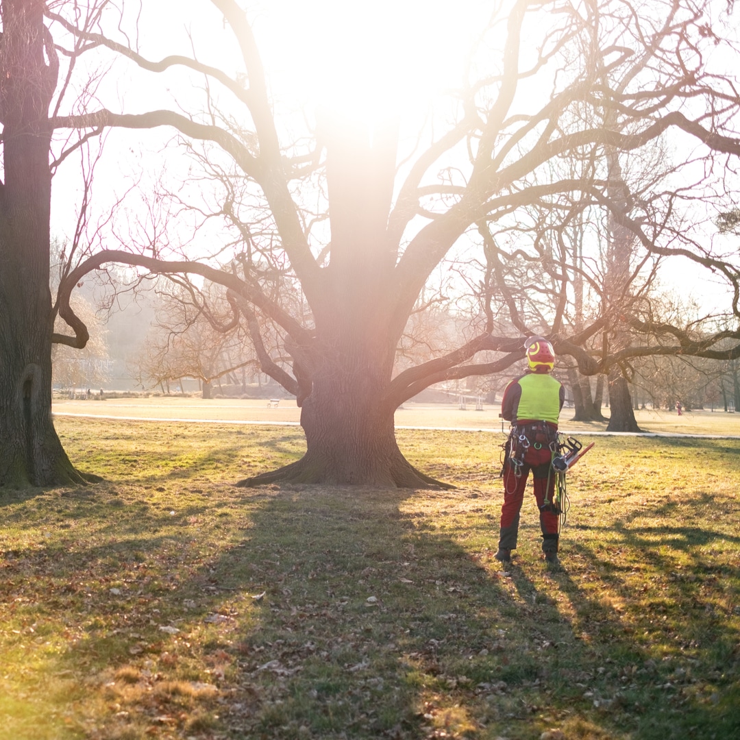 arborist sacramento