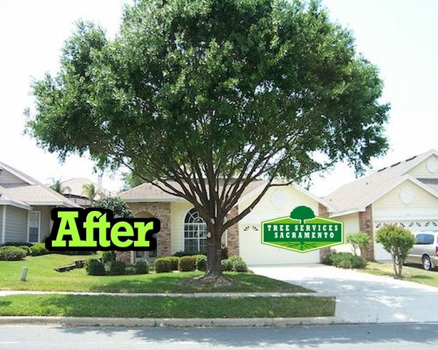 Tree Service Sacramento Serving Sacramento Surrounding Areas
