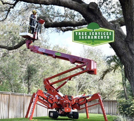 TREE REMOVAL